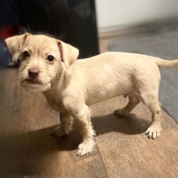 Chihuahua and Terrier Dogs Available for Adoption - Peanut | PetCurious