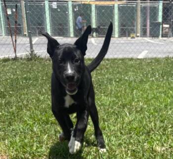 Rolo -  Collie Dog for Adoption in Blountville, Tennessee - Rolo | PetCurious