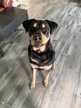 Bear -  Rottweiler and Mixed Breed Dog Available for Adoption in Polk, Ohio - Bear | PetCurious