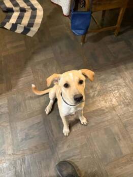 Maisie -  Mixed Breed Dog for Adoption in Waunakee, Wisconsin - Maisie | PetCurious