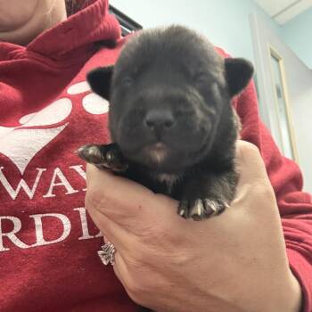 Pit Bull Terrier Dogs Available for Adoption in East St. Louis, Illinois - Cannas | PetCurious