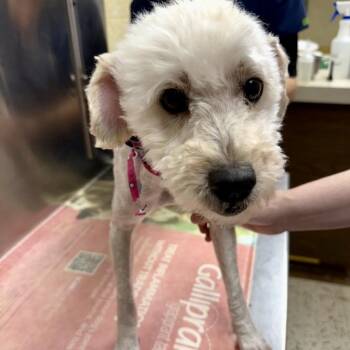 Miniature Poodle Dogs Available for Adoption in Broken Arrow, Oklahoma - Starfish | PetCurious