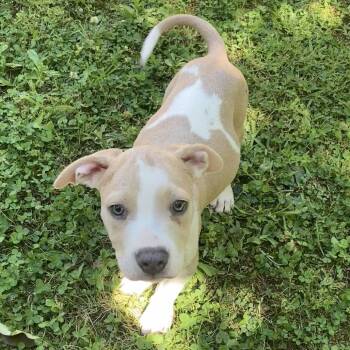 Maverick -  Pit Bull Terrier and Mixed Breed Dog Available for Adoption in Auburn, New Hampshire - Maverick | PetCurious