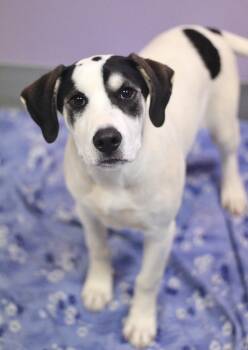 Hound Dogs Available for Adoption in Manchester, New Hampshire - Griggs In NH! Come Meet Our Adoptable Dogs Wednesday-Saturday. M | PetCurious
