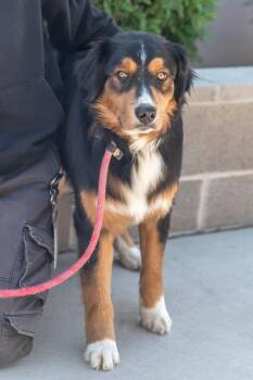 MARVEL -  Australian Shepherd Dog for Adoption in Scottsdale, Arizona - MARVEL | PetCurious