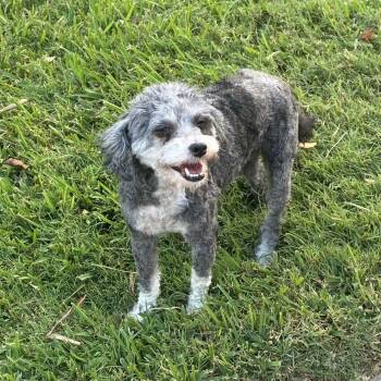 Rosie -  Miniature Poodle Dog for Adoption in Pelham, New Hampshire - Rosie | PetCurious