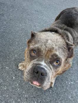 Rutabaga -  Mixed Breed Dog for Adoption in Nashville, Tennessee - Rutabaga | PetCurious