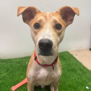 Gravy -  Beagle and Mixed Breed Dog for Adoption in Columbia, Missouri - Gravy | PetCurious