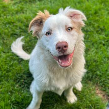 Rescue Mixed Breed Dogs for Adoption in Yaphank, New York - Bowey | PetCurious