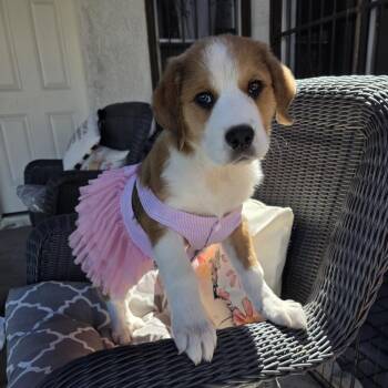 Cattle Dog and German Shepherd Dog Dogs Available for Adoption in Las Vegas, Nevada - Acini OS NV PDR | PetCurious