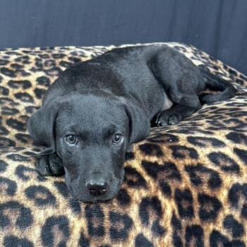 Labrador Retriever and Black Labrador Retriever Dogs Available for Adoption in Atlanta, Texas - Matt | PetCurious