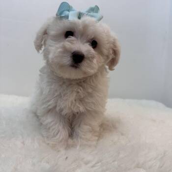 Snow -  Bichon Frise and Poodle Dog for Adoption in Wrightstown, New Jersey - Snow | PetCurious
