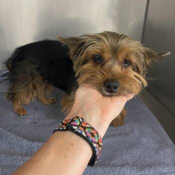 Lulu Bell -  Yorkshire Terrier Dog for Adoption in Prescott, Arizona - Lulu Bell | PetCurious