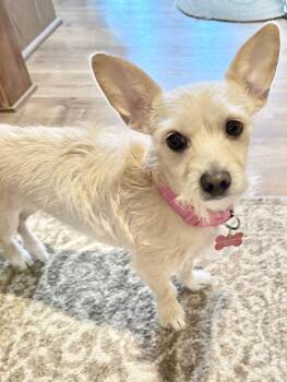 Rescue Terrier and Chihuahua Dogs for Adoption in Godfrey, Illinois - Rose | PetCurious