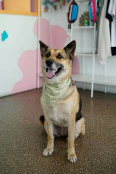 Mona -  German Shepherd Dog Dog for Adoption in Pasadena, California - Mona | PetCurious
