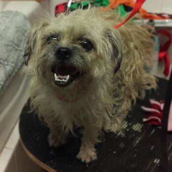 IVHS-Stray-143193 -  Shih Tzu and Pug Dog for Adoption in San Gabriel, California - IVHS-Stray-143193 | PetCurious