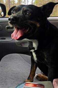 Cardigan Welsh Corgi and Australian Cattle Dog Blue Heeler Dogs Available for Adoption - MARY | PetCurious