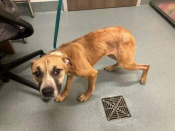 Black Mouth Cur and Mixed Breed Dogs Available for Adoption in Baytown, Texas - PERDITA | PetCurious