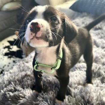 Grover -  Mixed Breed Dog for Adoption in Madison, Wisconsin - Grover | PetCurious