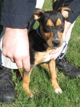 Rescue Shepherd Dogs for Adoption in Hernando, Mississippi - Keanu | PetCurious