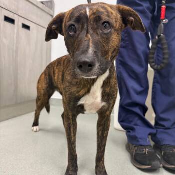 Smoothie -  Terrier and Mixed Breed Dog for Adoption in Abilene, Texas - Smoothie | PetCurious