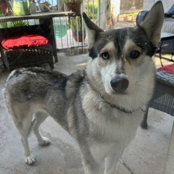 Rescue Husky and Mixed Breed Dogs for Adoption in Phoenix, Arizona - Sasha | PetCurious