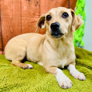 Rose -  Chihuahua and Dachshund Dog for Adoption in Lebanon, Missouri - Rose | PetCurious