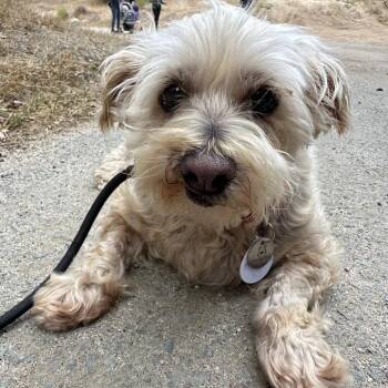 Nina Ricotta -  Shih Tzu Dog for Adoption in Ramona, California - Nina Ricotta | PetCurious