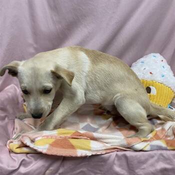 A612554 -  Labrador Retriever and Staffordshire Bull Terrier Dog for Adoption in Modesto, California - A612554 | PetCurious