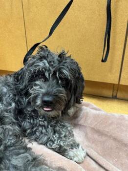 MAXIE -  Poodle and Maltese Dog for Adoption in Martinez, California - MAXIE | PetCurious