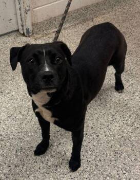 Mixed Breed Dogs Available for Adoption in Kansas City, Missouri - Veruca | PetCurious