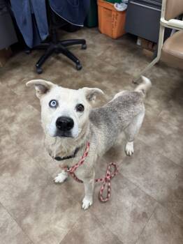 Rescue Siberian Husky and Carolina Dog Dogs for Adoption in Springfield, Ohio - Hunny Nut | PetCurious