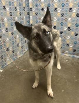 German Shepherd Dog and Husky Dogs Available for Adoption in Rosenberg, Texas - PRISCILLA | PetCurious