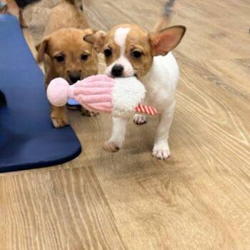 Stud Muffin -  Chihuahua and Mixed Breed Dog for Adoption in Henderson, Nevada - Stud Muffin | PetCurious