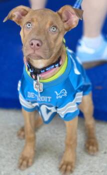 Hazel -  Vizsla and Pit Bull Terrier Dog for Adoption in Oxford, Michigan - Hazel | PetCurious