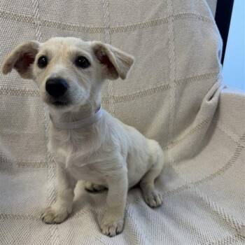 Twix -  Terrier Dog for Adoption in Long Beach, California - Twix | PetCurious