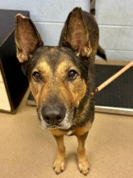 Sandler -  Mixed Breed Dog for Adoption in Chamblee, Georgia - Sandler | PetCurious