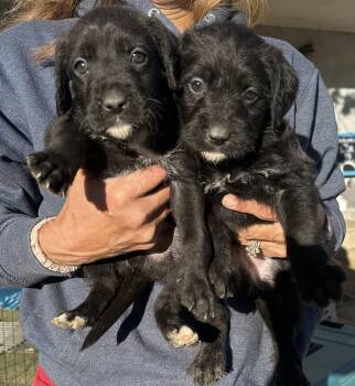 Rescue Standard Poodle and Boxer Dogs for Adoption in Agua Dulce, California - Poodle/Boxer Mix Boys | PetCurious