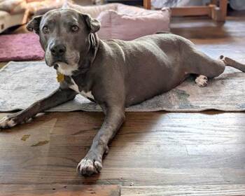 Pit Bull Terrier Dogs Available for Adoption in Lake Wylie, South Carolina - Ellie | PetCurious