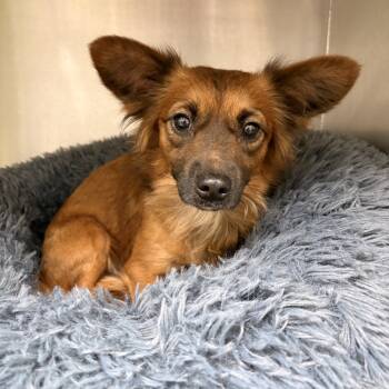 Rescue Chihuahua Dogs for Adoption in Livingston, Texas - Teddy | PetCurious
