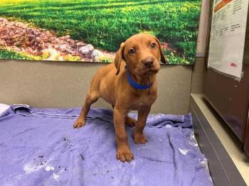 SAVE ME PLEASE Brandon - IDA554511 -  Vizsla Dog for Adoption in San Marcos, California - SAVE ME PLEASE Brandon - IDA554511 | PetCurious