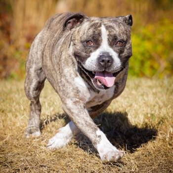 Rescue American Staffordshire Terrier Dogs for Adoption in Mount Laurel Township, New Jersey - Boss | PetCurious