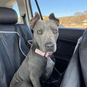 Pit Bull Terrier and Blue Lacy Dogs Available for Adoption - Skylar AC | PetCurious
