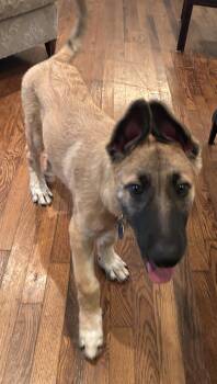 Onyx -  German Shepherd Dog and Great Pyrenees Dog for Adoption in Garland, Texas - Onyx | PetCurious