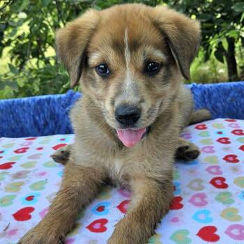 Arwen -  Shepherd and Mixed Breed Dog for Adoption in Pelham, New Hampshire - Arwen | PetCurious