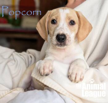 Beagle and Labrador Retriever Dogs Available for Adoption - Popcorn | PetCurious