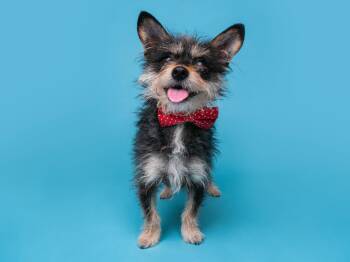 Yorkshire Terrier Dogs Available for Adoption - Caddie | PetCurious