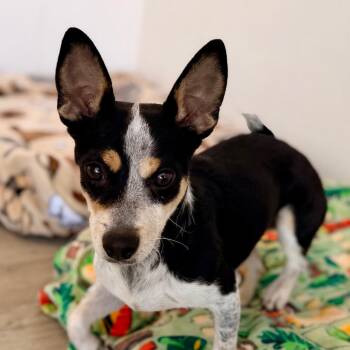 Roxy -  Chihuahua Dog for Adoption in Green Bay, Wisconsin - Roxy | PetCurious