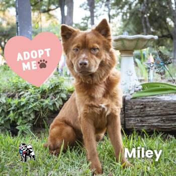 Rescue Chow Chow and Australian Shepherd Dogs for Adoption in Houston, Texas - Miley | PetCurious