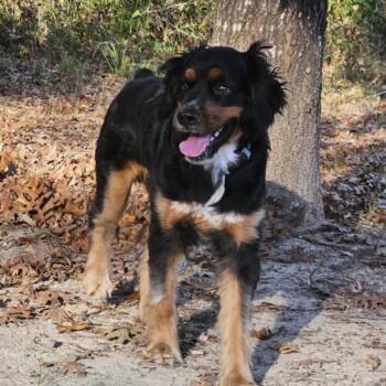 Cocker Spaniel and Australian Cattle Dog Blue Heeler Dogs Available for Adoption in Atlanta, Texas - Rex | PetCurious